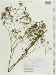 Gypsophila paniculata L., Eastern Europe, Eastern region (E10) (Russia)