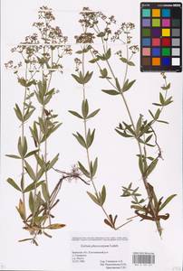 Galium rubioides L., Eastern Europe, Western region (E3) (Russia)