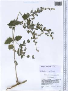 Atriplex flabellum Bunge ex Boiss., Middle Asia, Western Tian Shan & Karatau (M3) (Kyrgyzstan)