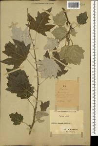 Populus alba L., Caucasus, Stavropol Krai, Karachay-Cherkessia & Kabardino-Balkaria (K1b) (Russia)