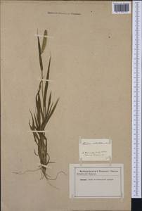 Setaria verticillata (L.) P.Beauv., Western Europe (EUR) (Not classified)