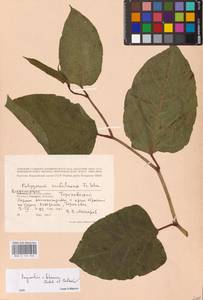 Reynoutria × bohemica Chrtek & Chrtková, Eastern Europe, Central region (E4) (Russia)