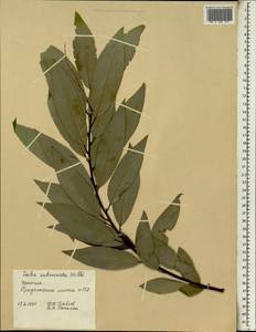 Salix mucronata subsp. subserrata (Willd.) R.H.Archer & Jordaan, Africa (AFR) (Ethiopia)