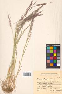 Agrostis clavata Trin., Siberia, Russian Far East (S6) (Russia)