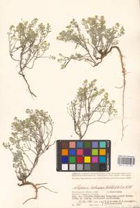 Odontarrhena tortuosa subsp. tortuosa, Eastern Europe, Lower Volga region (E9) (Russia)