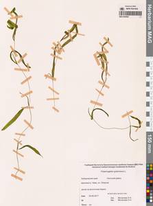 Potamogeton gramineus L., Siberia, Russian Far East (S6) (Russia)
