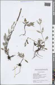 Veronica incana L., Eastern Europe, Central forest-and-steppe region (E6) (Russia)