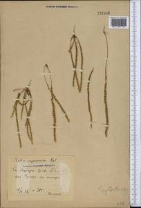 Psylliostachys × myosuroides (Regel) Roshkova, Middle Asia, Syr-Darian deserts & Kyzylkum (M7) (Uzbekistan)