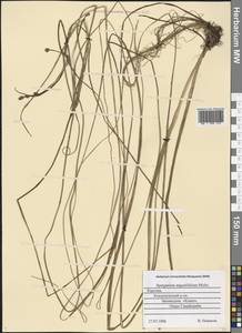 Sparganium angustifolium Michx., Eastern Europe, Northern region (E1) (Russia)