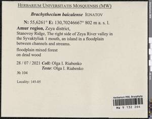 Brachythecium baicalense Ignatov, Bryophytes, Bryophytes - Russian Far East (excl. Chukotka & Kamchatka) (B20) (Russia)