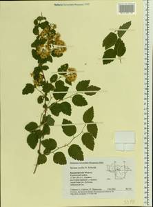 Spiraea media F. Schmidt, Eastern Europe, Central region (E4) (Russia)