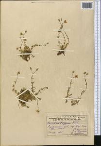 Dichodon cerastoides (L.) Rchb., Middle Asia, Pamir & Pamiro-Alai (M2)