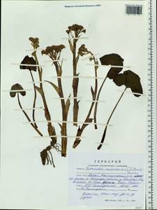 Petasites radiatus (J. F. Gmel.) J. Toman, Siberia, Altai & Sayany Mountains (S2) (Russia)