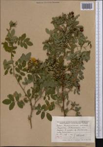 Rosa beggeriana Schrenk, Middle Asia, Muyunkumy, Balkhash & Betpak-Dala (M9) (Kazakhstan)