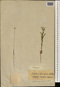 Wahlenbergia capensis (L.) A.DC., Africa (AFR) (South Africa)