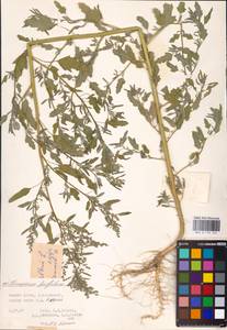 Chenopodium ficifolium Sm., Eastern Europe, Lower Volga region (E9) (Russia)