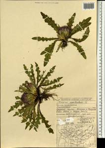 Cirsium esculentum (Siev.) C. A. Mey., Mongolia (MONG) (Mongolia)
