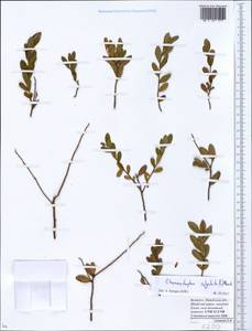 Chamaedaphne calyculata (L.) Moench, Eastern Europe, Belarus (E3a) (Belarus)