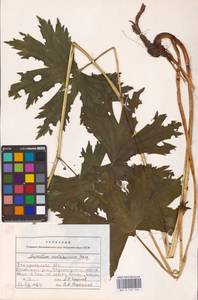 Aconitum lycoctonum subsp. moldavicum (Hacq.) Jalas, Eastern Europe (no precise locality) (E0)