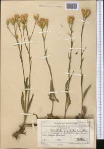 Klasea dissecta (Ledeb.) L. Martins, Middle Asia, Northern & Central Tian Shan (M4) (Kazakhstan)