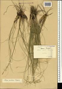 Stipa pontica P.A.Smirn., Crimea (KRYM) (Russia)