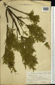 Juniperus pseudosabina Fisch. & C.A.Mey., Siberia, Western (Kazakhstan) Altai Mountains (S2a) (Kazakhstan)