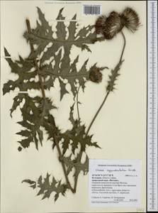 Cirsium appendiculatum Griseb., Western Europe (EUR) (Bulgaria)