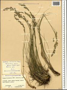 Festuca caucasica (Boiss.) Hack. ex Boiss., Caucasus, North Ossetia, Ingushetia & Chechnya (K1c) (Russia)