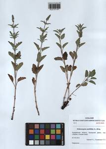 Nepeta multifida L., Siberia, Altai & Sayany Mountains (S2) (Russia)