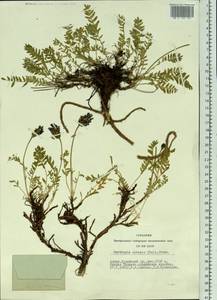 Oxytropis altaica (Pall.)Pers., Siberia, Altai & Sayany Mountains (S2) (Russia)