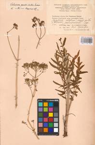 Valeriana dubia Bunge, Eastern Europe, Eastern region (E10) (Russia)