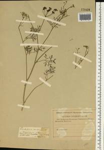 Coriandrum sativum L., Eastern Europe, Central region (E4) (Russia)
