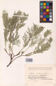 Adonis volgensis DC., Eastern Europe, Lower Volga region (E9) (Russia)