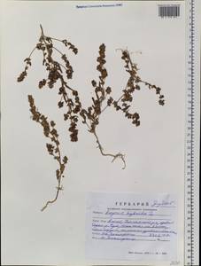 Axyris amaranthoides L., Siberia, Altai & Sayany Mountains (S2) (Russia)