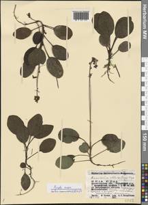 Pyrola minor L., Eastern Europe, Northern region (E1) (Russia)