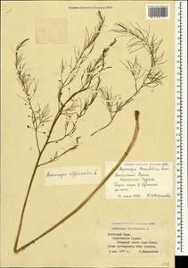 Asparagus officinalis L., Crimea (KRYM) (Russia)