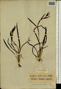Sisyrinchium pusillum Kunth, Africa (AFR) (South Africa)