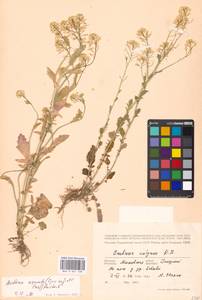 Barbarea vulgaris W. T. Aiton, Eastern Europe, Moscow region (E4a) (Russia)