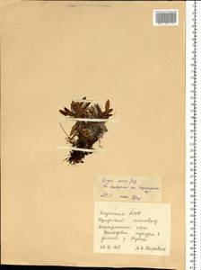 Dryas octopetala subsp. incisa (Juz.) Malyschev, Siberia, Yakutia (S5) (Russia)
