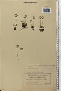 Androsace villosa L., Caucasus, Georgia (K4) (Georgia)