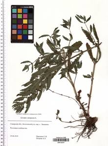 Lycopus europaeus L., Eastern Europe, Middle Volga region (E8) (Russia)