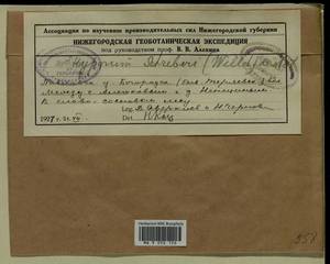 Pleurozium schreberi (Willd. ex Brid.) Mitt., Bryophytes, Bryophytes - Middle Russia (B6) (Russia)