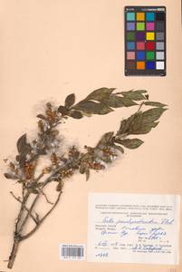 Salix pseudopentandra (Flod.) Flod., Mongolia (MONG) (Mongolia)