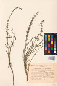 MHA 0 156 672, Hyssopus officinalis subsp. montanus (Jord. & Fourr.) Briq., Eastern Europe, North Ukrainian region (E11) (Ukraine)