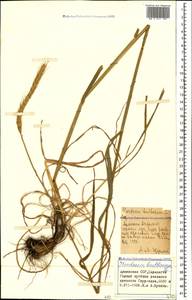 Hordeum bulbosum L., Caucasus, Armenia (K5) (Armenia)