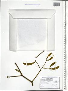 Viscum album L., Caucasus, Azerbaijan (K6) (Azerbaijan)
