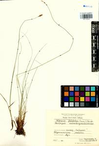 Carex macroprophylla (Y.C.Yang) S.R.Zhang, Siberia, Baikal & Transbaikal region (S4) (Russia)