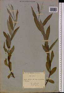 Salix alba L., Eastern Europe, Eastern region (E10) (Russia)