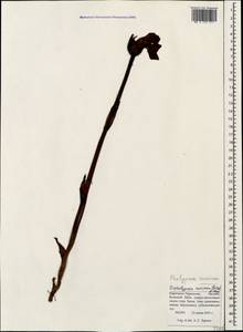 Diphelypaea coccinea (M. Bieb.) Nicolson, Caucasus, Stavropol Krai, Karachay-Cherkessia & Kabardino-Balkaria (K1b) (Russia)
