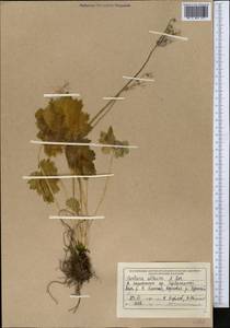 Primula matthioli subsp. altaica (Losinsk.) Kovt., Middle Asia, Dzungarian Alatau & Tarbagatai (M5) (Kazakhstan)